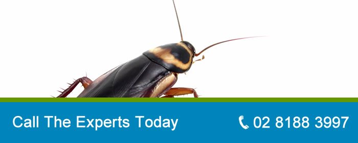 Contact The Pest Control Experts