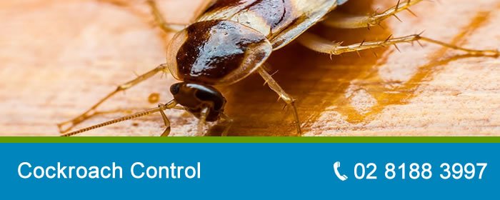 Cockroach Control in Sydney
